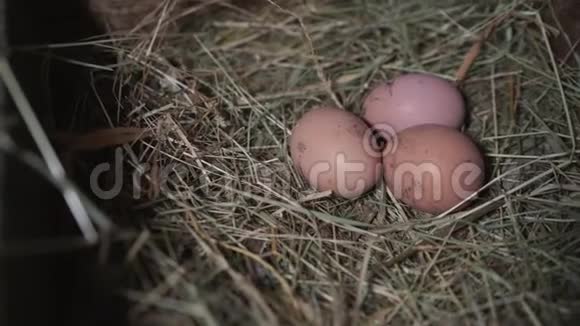 窝里的三个鸡蛋在巢里的棕色卵视频的预览图