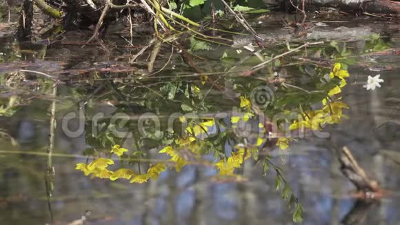 沼泽万寿菊黄泉花花映在水中拍摄于4KUHD视频的预览图