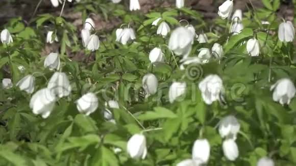 初春的森林里闪烁着白色的雪花风摇摆着鲜花多莉变焦视频的预览图