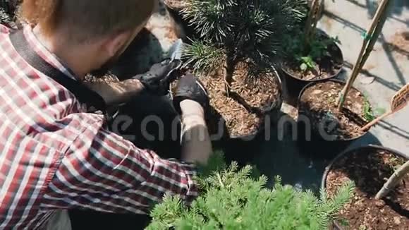 一只戴手套的雄性蚱蜢在一个大的抽水机里培育土壤园丁种植了一种装饰物视频的预览图