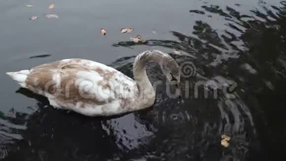 秋天的小池塘雾中有小天鹅视频的预览图