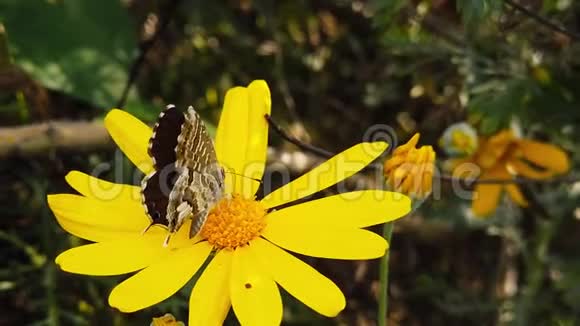 女郎短尾蓝蝶在金色灌木雏菊04慢动作视频的预览图