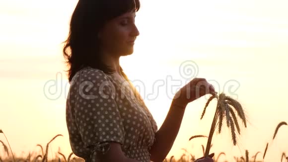 在日落背景上穿裙子的布鲁内特女孩女人捧着一束成熟的麦穗轻轻地抚摸着她的手视频的预览图