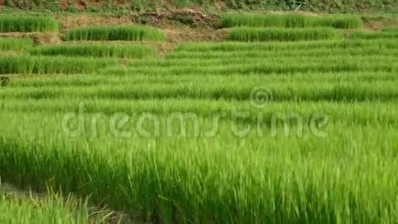 一位亚洲资深农民站在稻田里跨过的手臂视频的预览图