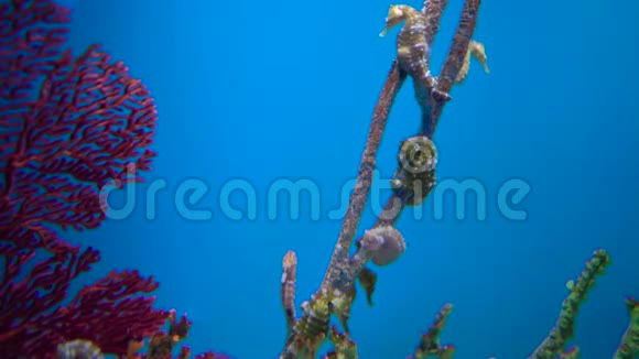自然界珊瑚息肉上的海马视频的预览图