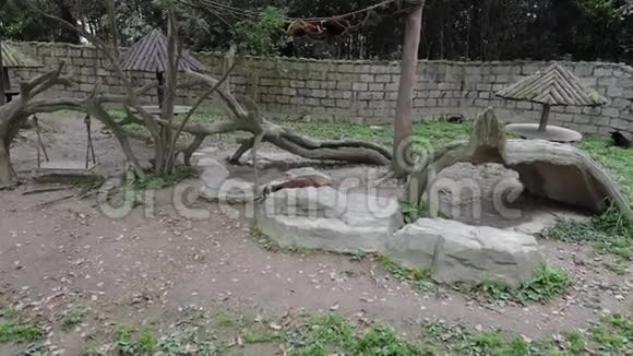 上海动物园小熊猫慢动作录像视频的预览图