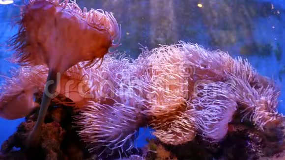 水下世界美丽的海花视频的预览图