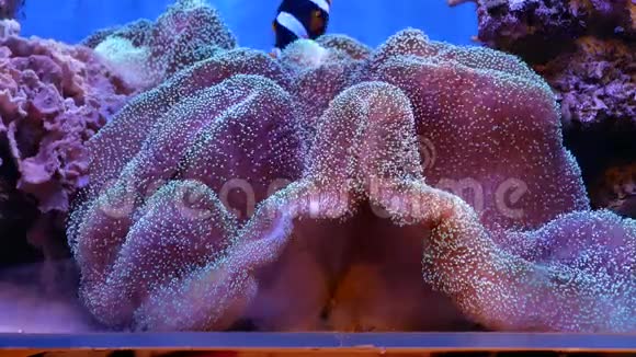 水下世界美丽的海花视频的预览图