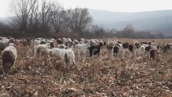 一群山羊和绵羊在深秋视频的预览图