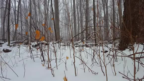 冬雪时森林地面低角度观察雪时的低平角视频的预览图