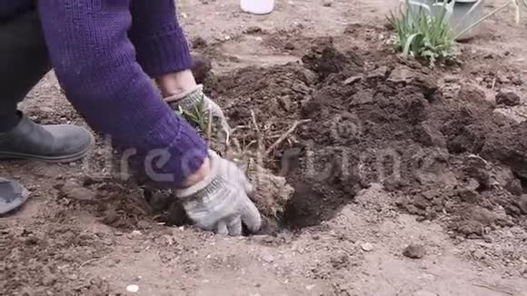女人在花园里种花女园丁在花坛土壤中移栽开花植物视频的预览图