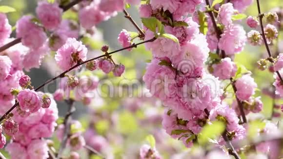 粉红的樱花盛开的特写视频的预览图
