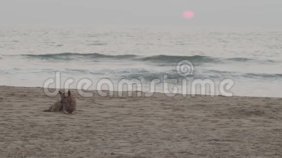 懒狗躺在沙滩上日出日落慢动作宁静的风景和沉睡的宠物动物在沙滩上休息视频的预览图