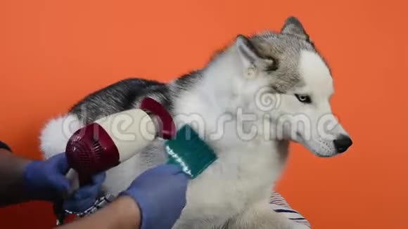 照顾西伯利亚哈士奇狗造型羊毛梳子视频的预览图
