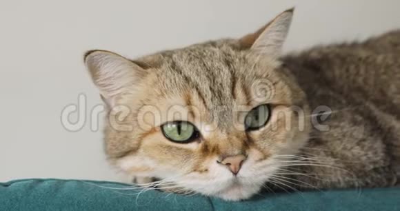 可爱的塔比宠物猫躺在沙发上的肖像紧闭的视野视频的预览图