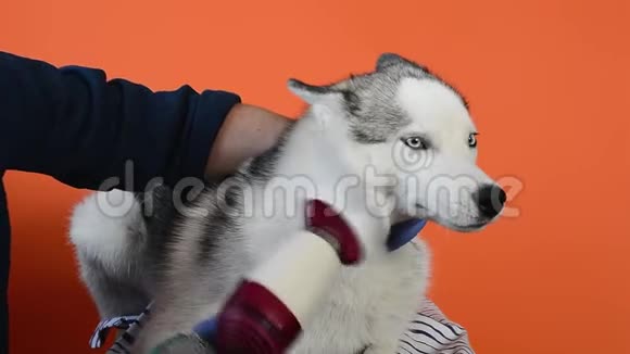 护理专家清理一只哈士奇犬种的毛视频的预览图