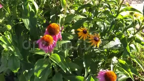 粉红色的野花在渥太华盛开视频的预览图