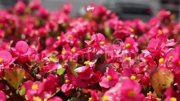 粉红色的花在花坛里沙沙作响视频的预览图