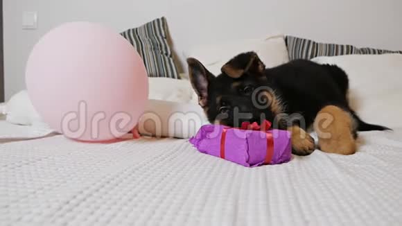 一只可爱的德国牧羊犬躺在白色的床上玩着一盒粉红色的礼物视频的预览图