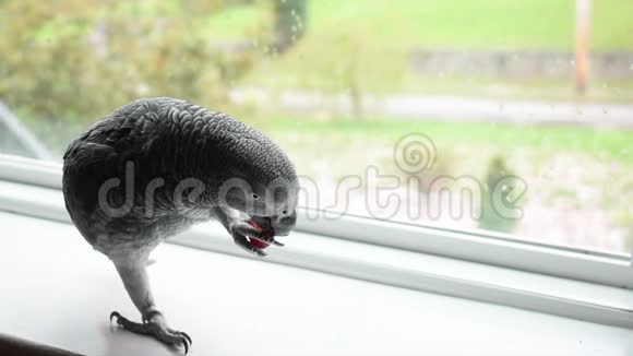 一只非洲灰鹦鹉慢吞吞地吃着红葡萄视频的预览图
