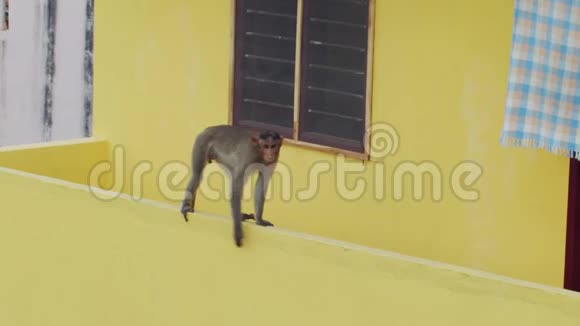 搞笑猴子休息坐阳台上黄色建筑背景生活在城市小镇房子里的野生动物亚洲风格视频的预览图