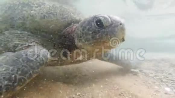 特写4k大绿海龟在沙滩旁的海浪中游泳的视频视频的预览图