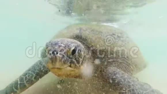 4k水下视频大绿海龟在沙滩旁的海浪中摇摆视频的预览图