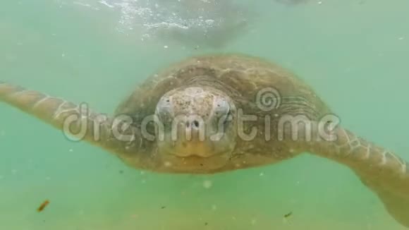 长达4k的大绿海龟在海洋海岸潜水和水下游泳的镜头视频的预览图