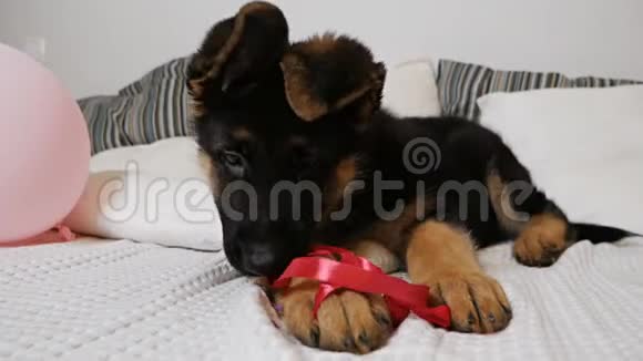 时间间隔慢镜头一只可爱的德国牧羊犬正在床上玩一条红色的礼物丝带有趣的动物视频的预览图