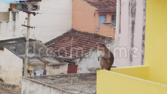生活在印度城市的野生猴子在屋顶上摆姿势动作缓慢城市屋顶边缘的滑稽猕猴视频的预览图