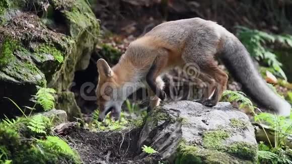 小红狐在森林里的外阴同胞视频的预览图
