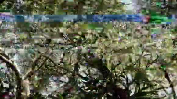 巨大的绿色树冠上的数字故障视频的预览图