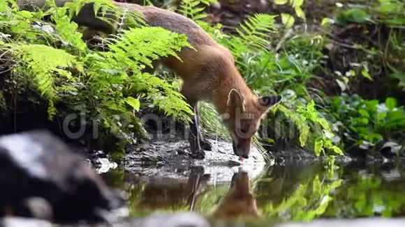 从森林里喝的红狐狸精视频的预览图