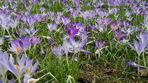 田野里开着美丽的紫罗兰花视频的预览图