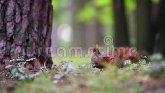 地面上森林中的红松鼠视频的预览图