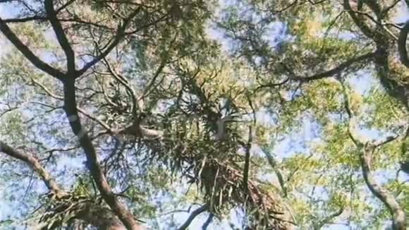 从一棵老树寄生植物的大树冠上放大视频的预览图