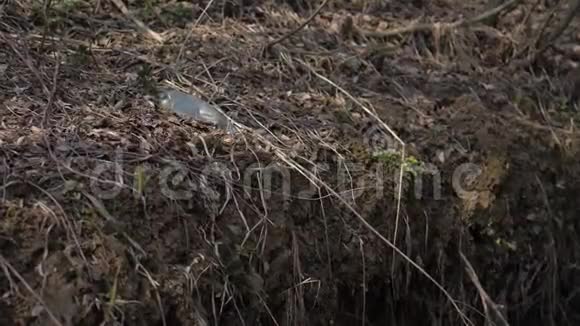 森林里的垃圾21世纪的生态问题视频的预览图