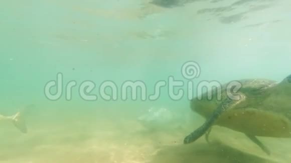 4k大绿海龟在斯里兰卡海岸野生动物游泳水下视频视频的预览图