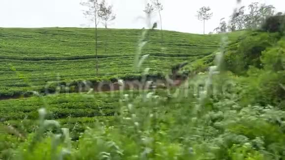斯里兰卡山坡上美丽的茶园和丛林森林的火车录像视频的预览图