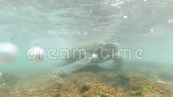 4k水下视频平静的海浪摇晃着生活在野生动物中的大绿海龟视频的预览图