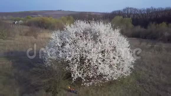 空中飞行飞越果树视频的预览图