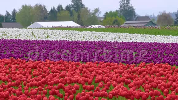 多种颜色的郁金香生长在花田里视频的预览图