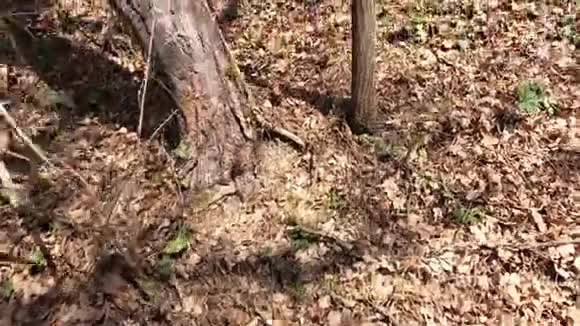 一种小蜥蜴在远处穿过森林的叶子视频的预览图