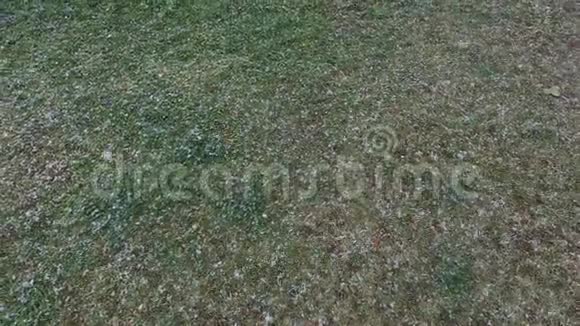 草地上早雪或晚雪大片带风击落朝着地面视频的预览图
