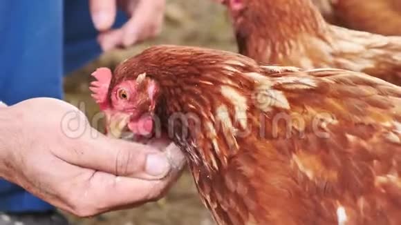一个人在一个有机农场喂鸡鸡正在吃人手里的食物视频的预览图
