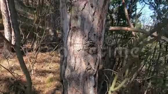 针叶树树皮和干燥的下枝近景视频的预览图