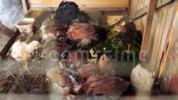 一个有机农场鸡舍里的小鸡吃食物视频的预览图