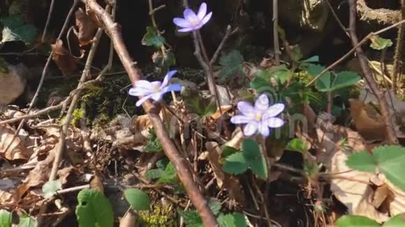 春天的早花在草地上的波卡尔森林的色彩鲜艳的肝脏视频的预览图