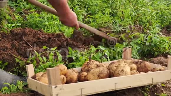 一个人从有机农场的地面上拿出土豆并把它们放进一个箱子的低角度镜头视频的预览图
