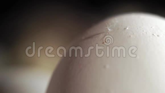 羽毛在风中摇曳粘在鸡蛋上视频的预览图